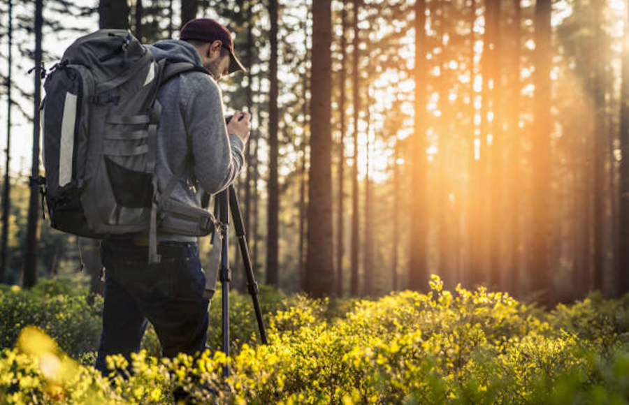 Fotografie im Wald