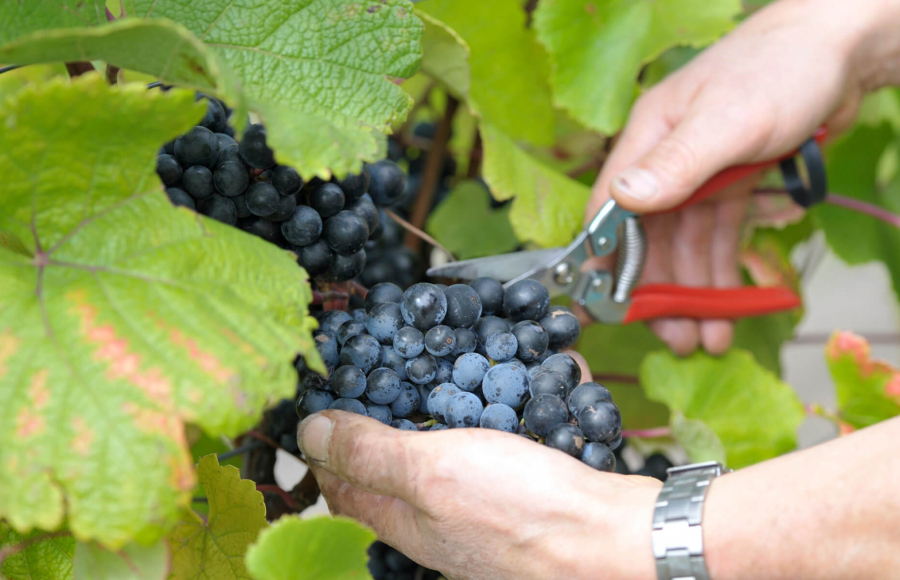 Einen Tag in der Welt des Weinanbaus